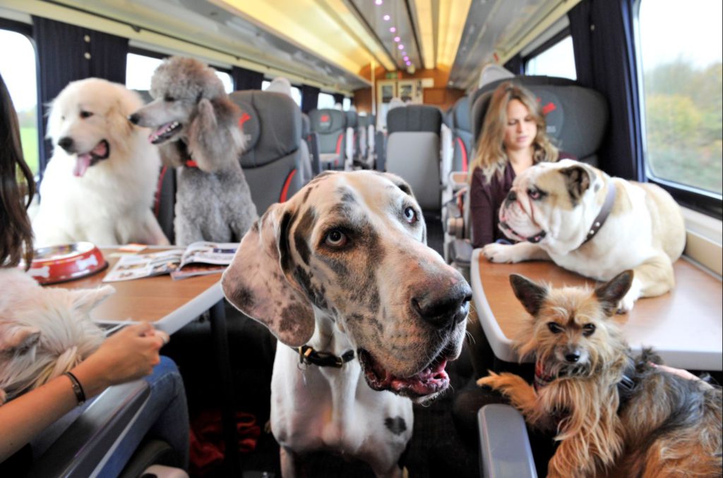 Как перевозить собаку в поезде - правила ржд, необходимые документы