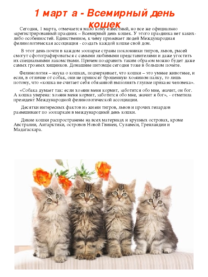 Всемирный день кошек и котов в 2018 году