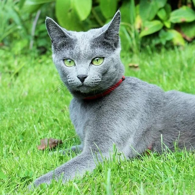Все, что нужно знать о русских голубых кошках