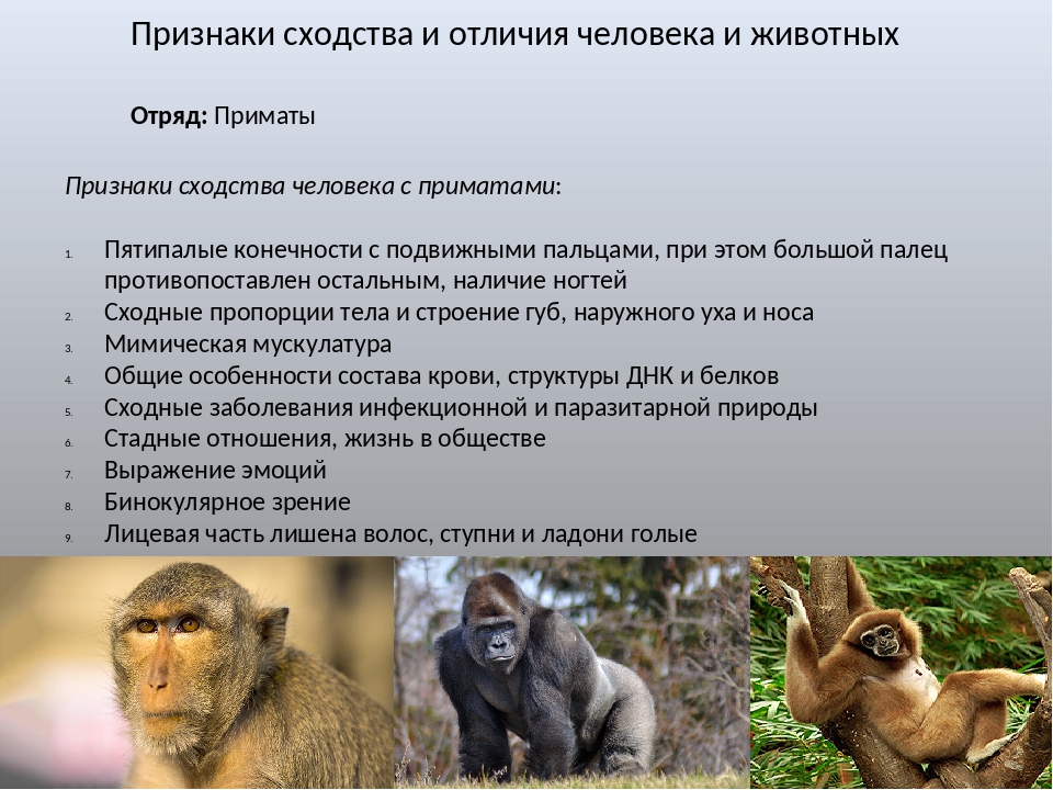 Относится ли человек к отряду приматов. Отряд приматы характеристика человека. Признаки отряда обезьяны. Особенности отряда приматы. Приматы отряды млекопитающих.