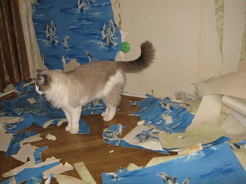 Кот метит в доме: что делать, как отучить помечать территорию в квартире, в том числе кастрированное животное