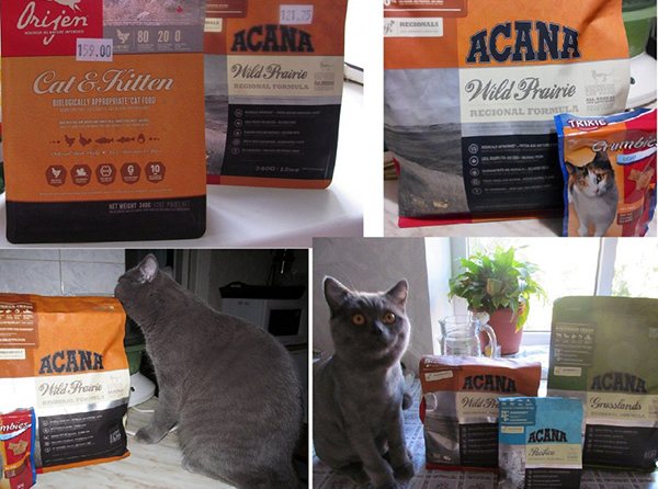 Корм акана для кошек: состав, стоимость, отзывы ветеринаров и владельцев кошек