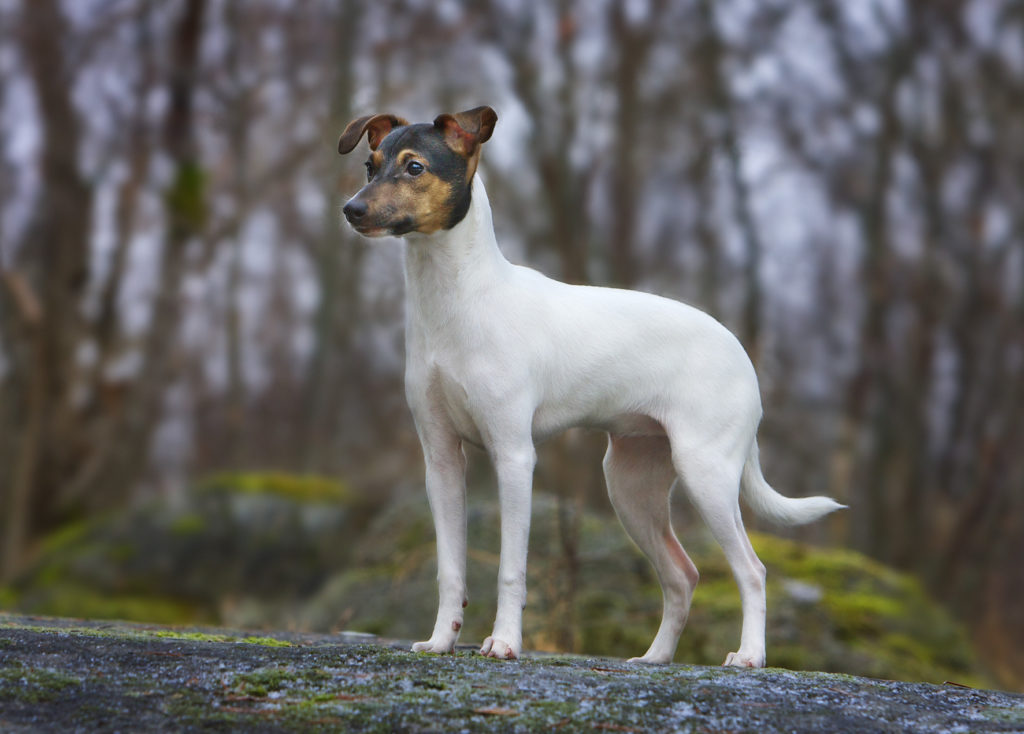 Большие гладкошерстные собаки: описание пород и особенности ухода