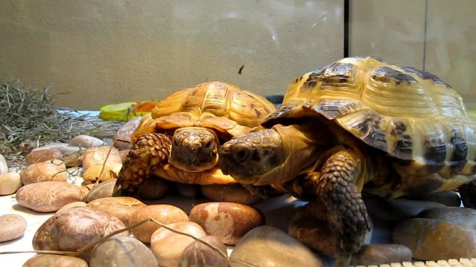 Вид среднеазиатская черепаха - все о черепахах и для черепах. среднеазиатская (степная черепаха) в домашних условиях