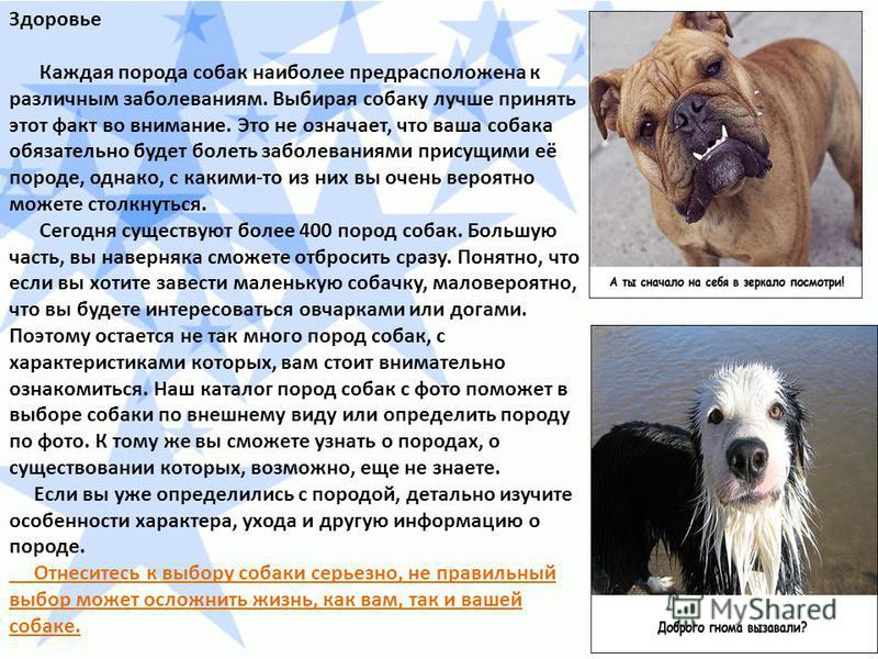 Декоративные породы собак: фото, название, выбор щенка для квартиры, отзывы, видео
