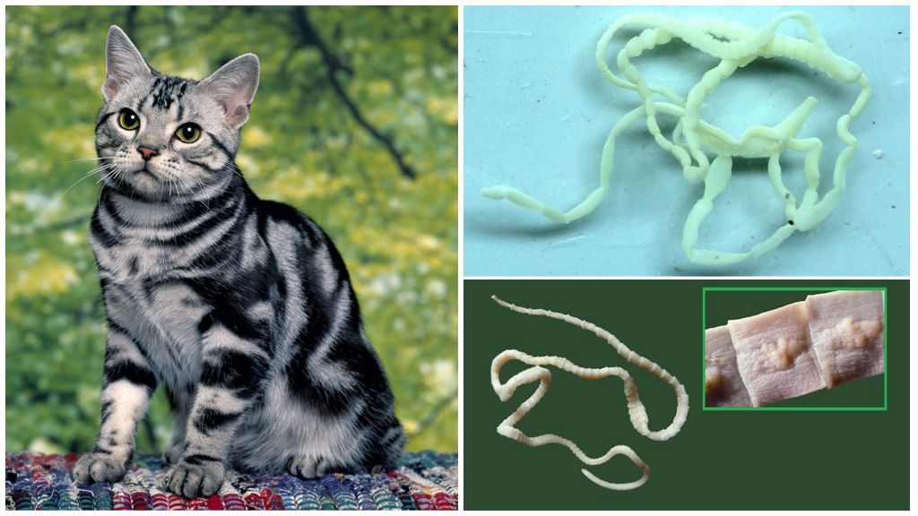 Глисты у кошек: симптомы, причины, способы лечения в домашних условиях и в ветеринарных клиниках.
