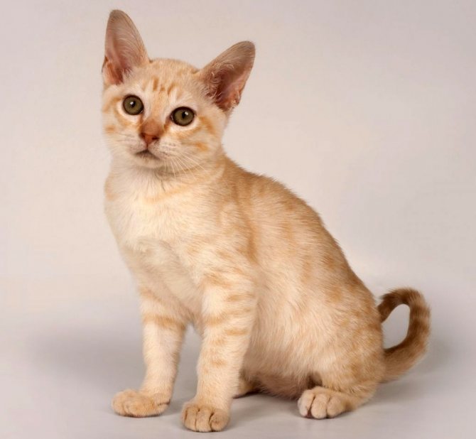 Азиатская короткошёрстная кошка: история выведения, характер и уход