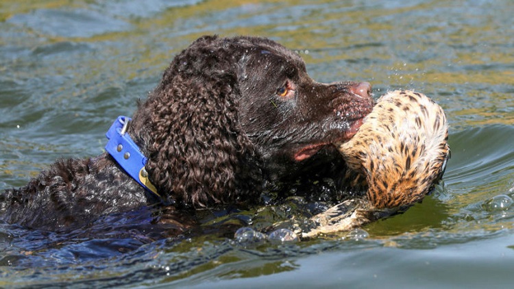 Характеристика собак породы ирландский водяной спаниель