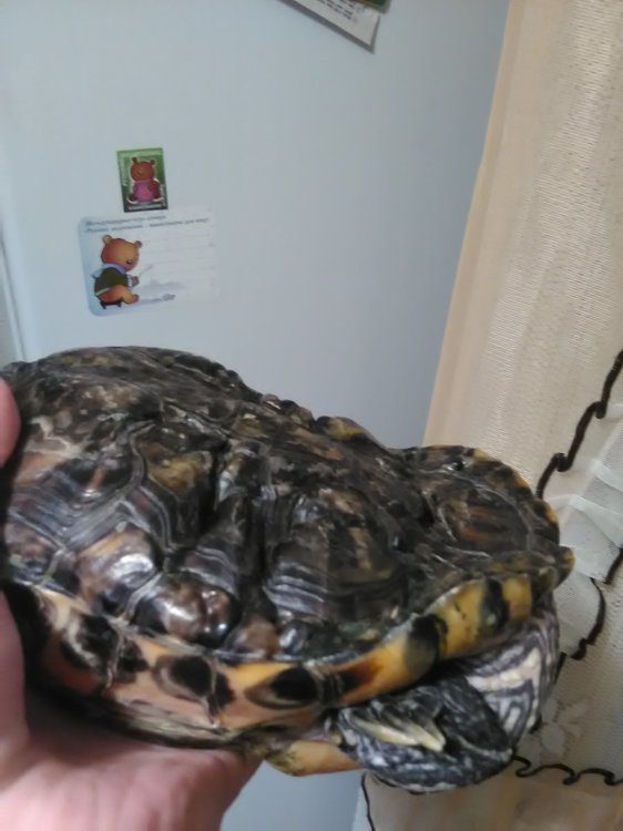 Спячка красноухих черепах