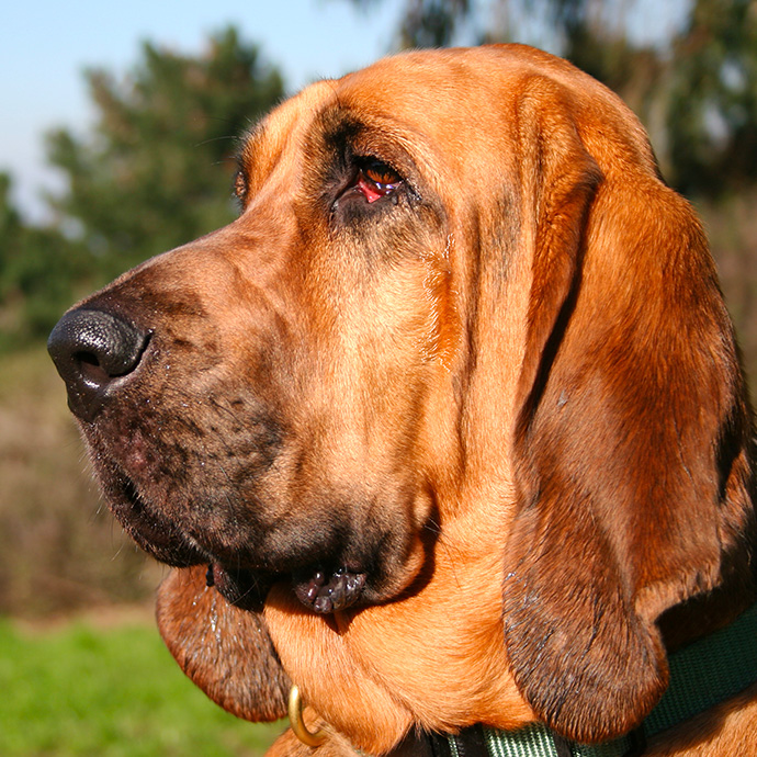 Описание породы собак бладхаунд с отзывами владельцев и фото