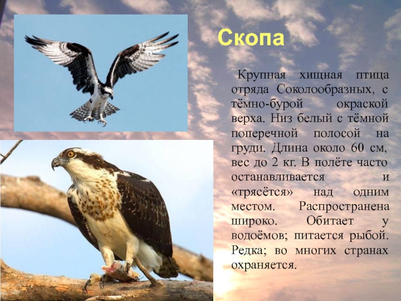 Скопа – пернатый хищник в красной книге россии