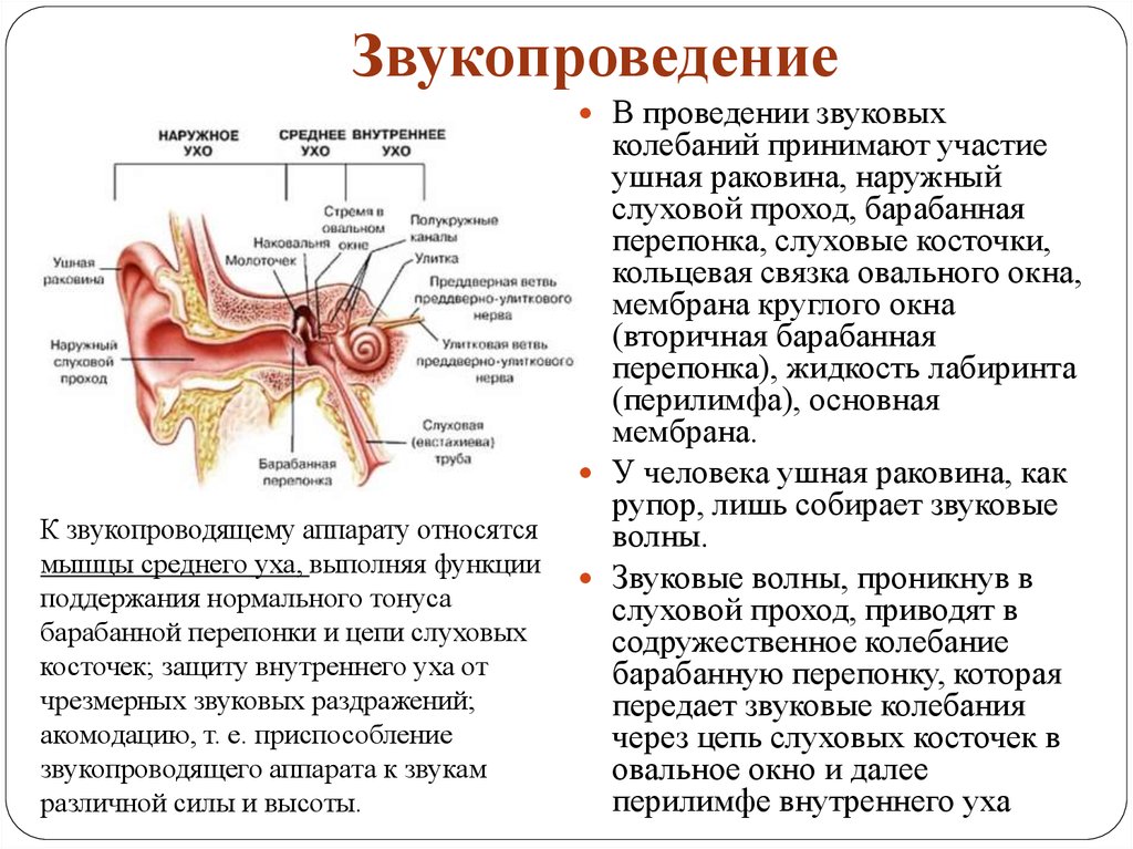 Какие части слухового анализатора изображены на рисунке чем они представлены в чем их функции