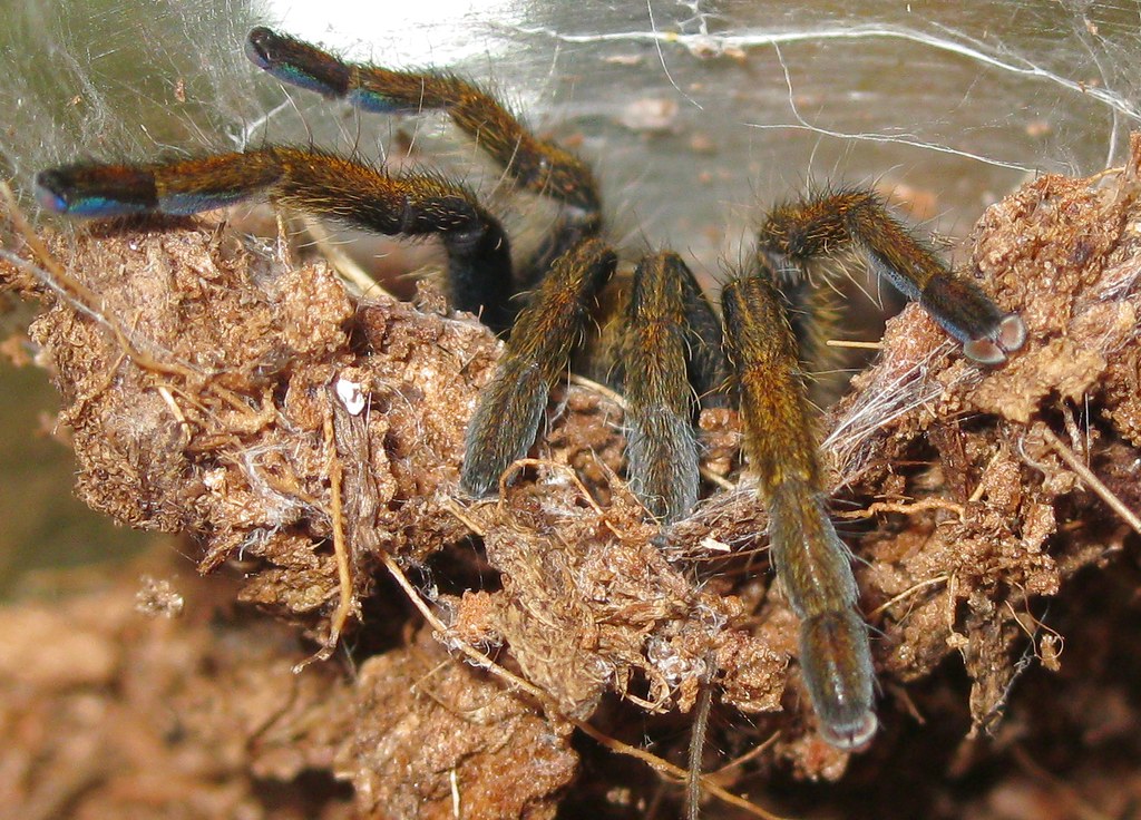 Желтосумный паук, описание и фото паука