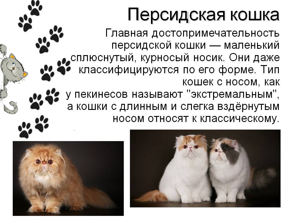 Персидская кошка: описание породы и особенности содержания