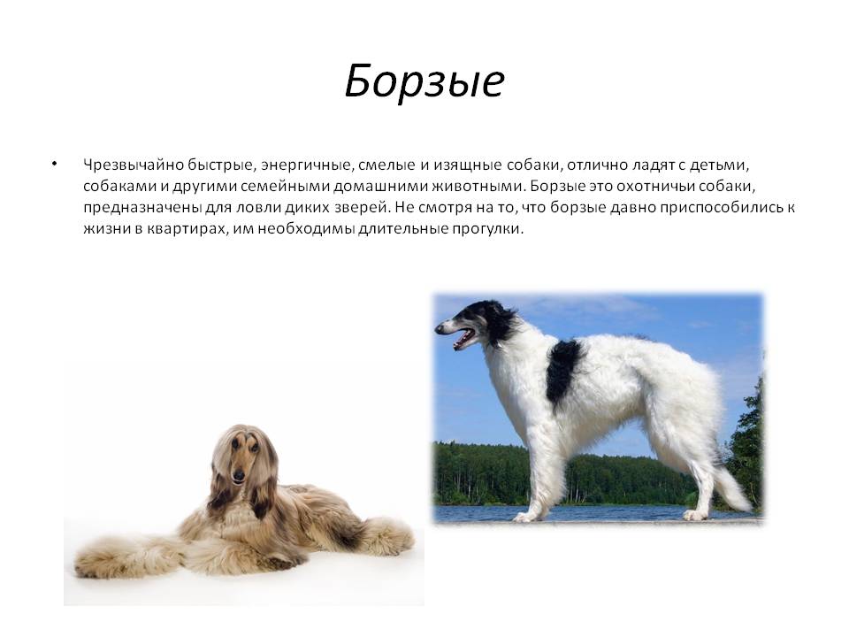 Русская псовая борзая: описание породы, стандарт, цена