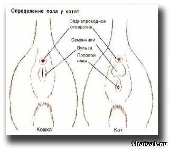 Как у новорожденного котенка определить пол в картинках пошагово