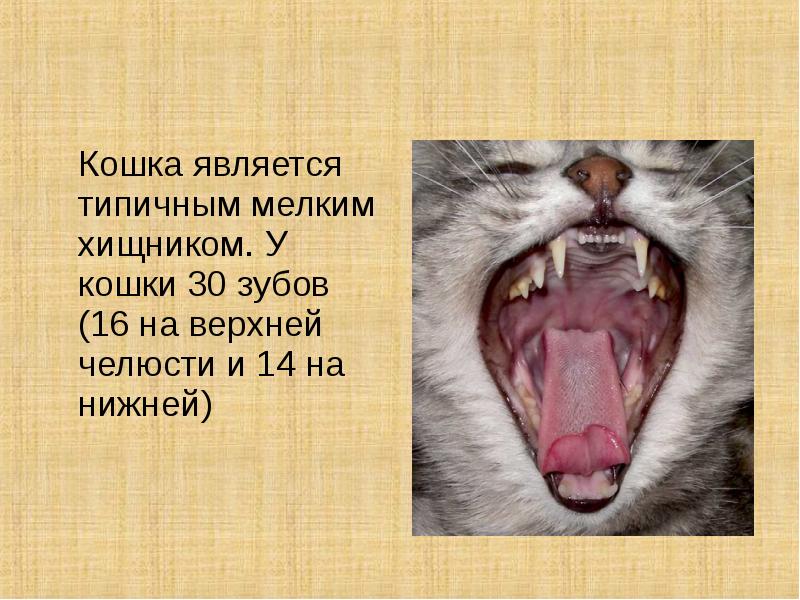 Симптомы челюстных травм у кошек | лечение переломов челюсти в нижнем новгороде