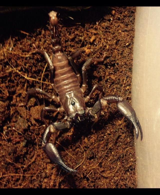 И страшновато, и интересно – скорпион домашний