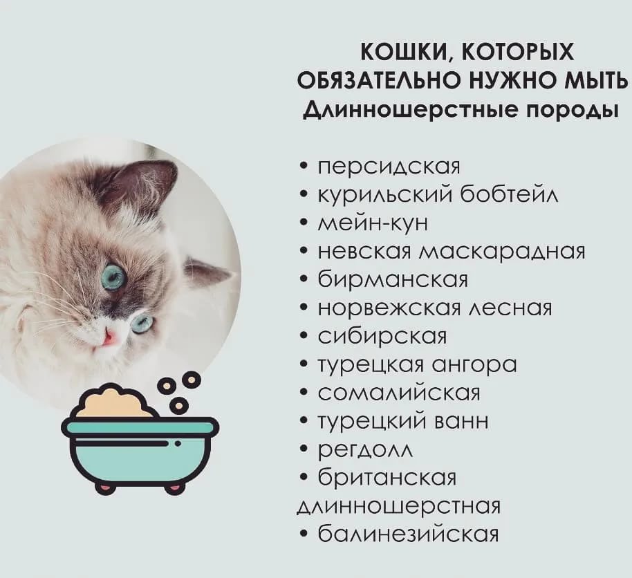 Чем кормить кастрированного кота дома?
