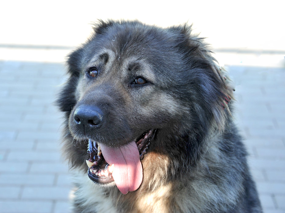 Кавказская овчарка: описание породы, характер собаки и щенка, фото, цена