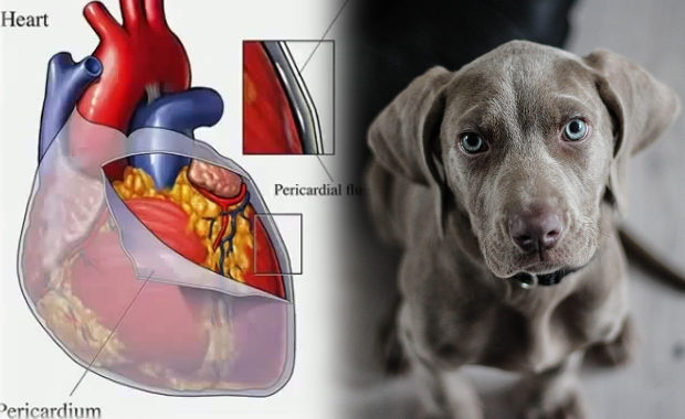 Пиотравматический дерматит у собак: причины и лечение