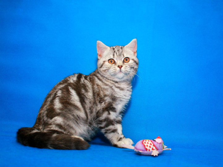 Скоттиш-страйт (шотландская кошка): фото, цена, описание породы, характер, видео
