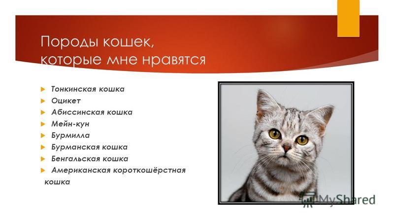 Тонкинская кошка (тонкинез): фото, цена, описание породы, характер, видео, питомники