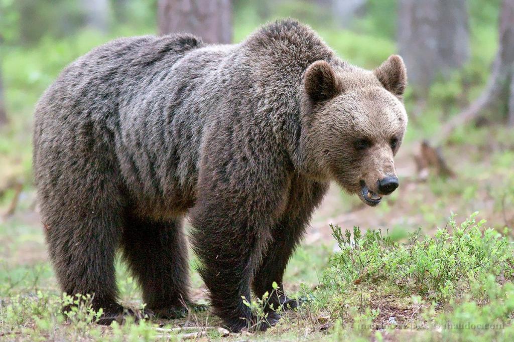 Бурый медведь порядок. Тянь-Шанский бурый медведь. Евразийский бурый медведь. Тяньшманский бурый медведь. Атласский бурый медведь.