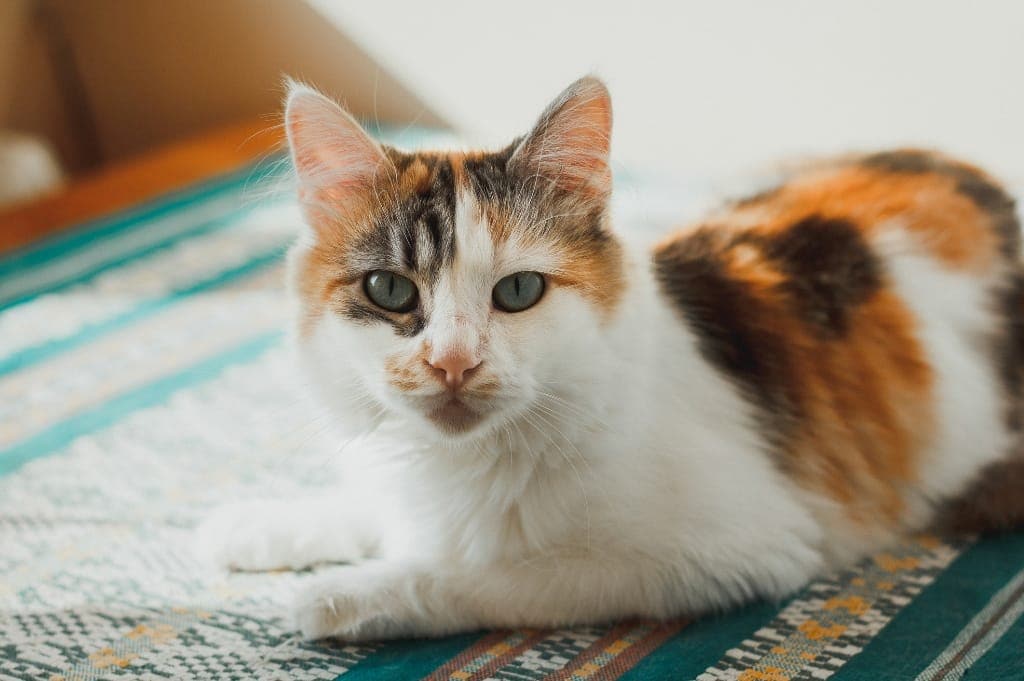 Породы трёхцветных кошек — список, характеристика и фото