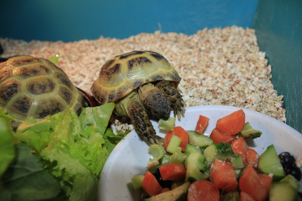Чем кормить черепаху: правильное питание и многообразие продуктов
