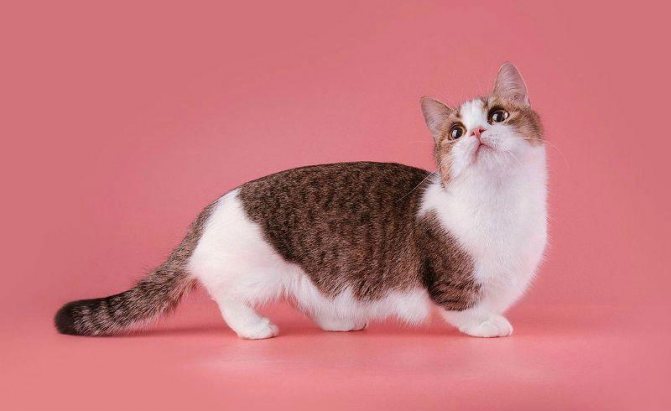 Кошки с короткими лапами, манчкины и не только: описание пород коротколапых кошек +видео