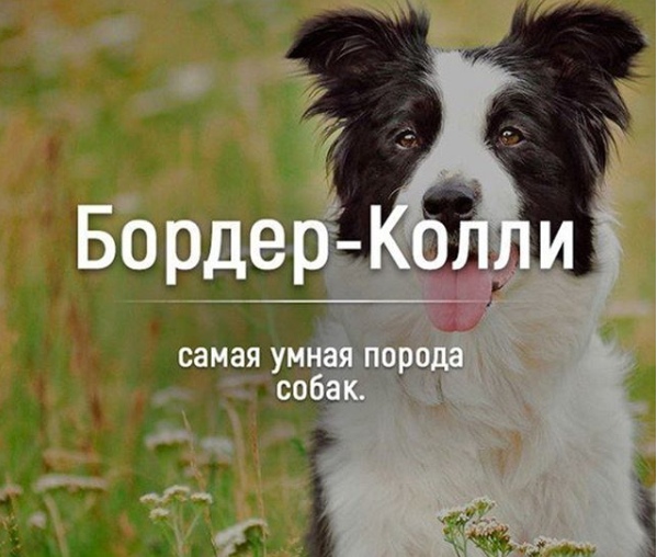 Самые умные породы собак