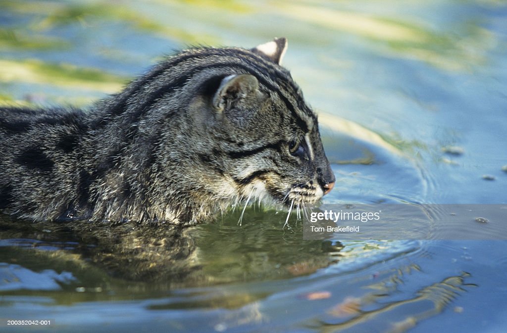 Кошка-рыболов или виверровый кот: 25+ фото крапчатой, цена