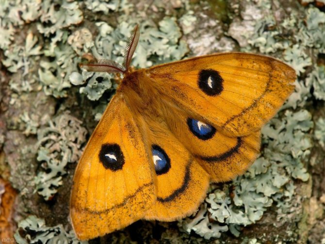 Самые красивые бабочки в мире (60 редких фото) | krasota.ru