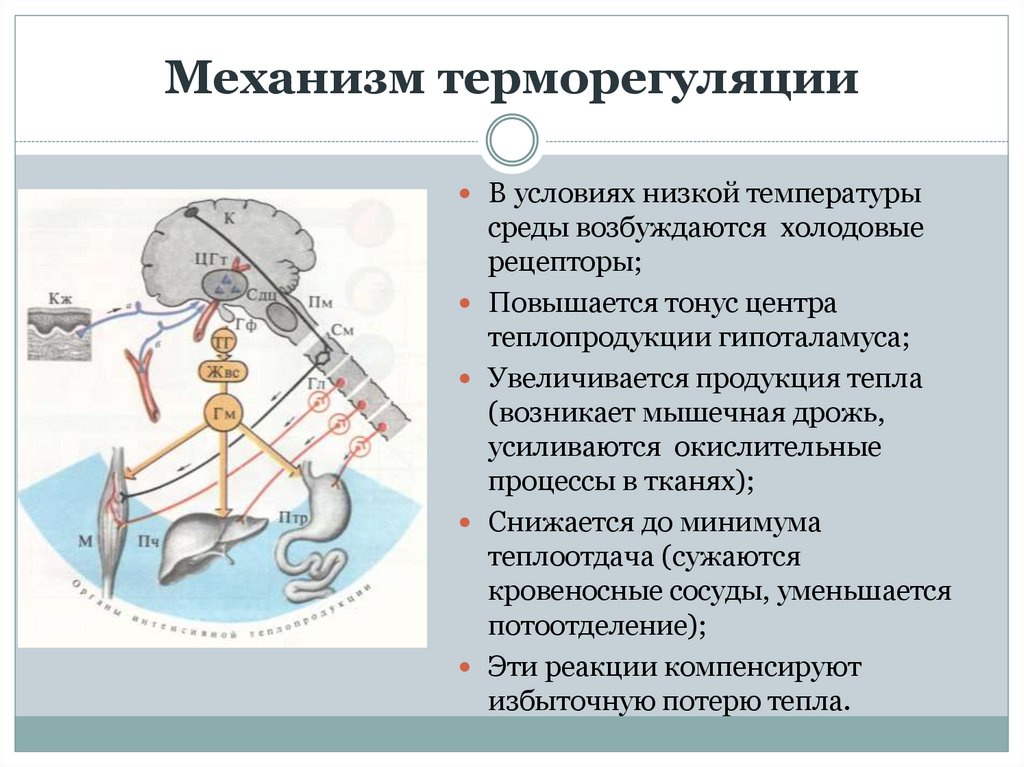 Механизм терморегуляции презентация