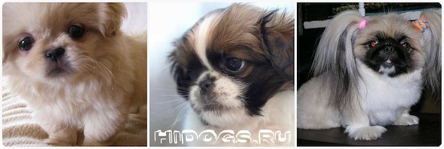 Пекинес фото собаки, описание породы, сколько живут пекинесы, сколько стоит щенок