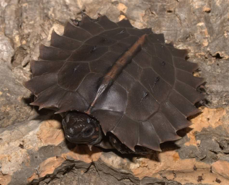 Колючая черепаха - spiny turtle