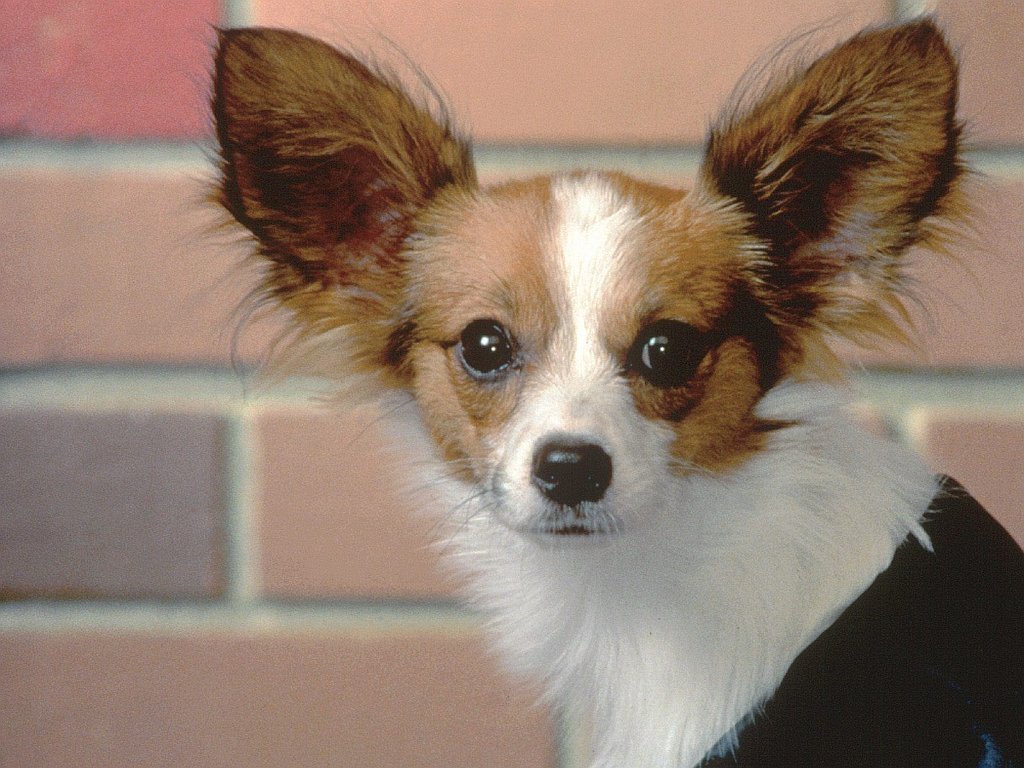 Топ-13 пород собак с длинными ушами: подборка с фото