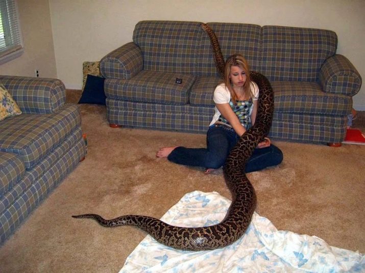 Домашняя змея. какую змею купить домой. чем кормить змею