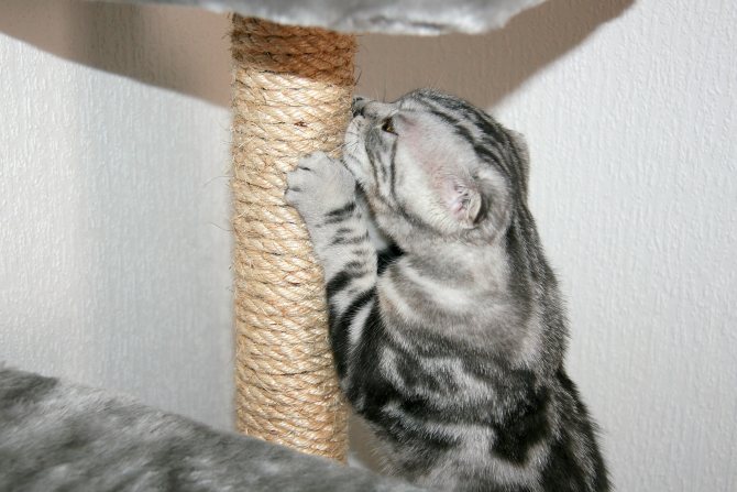 Как отучить кота драть обои и царапать мебель: безотказные способы