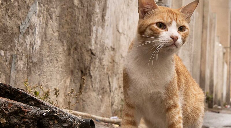 Аравийский мау: описание породы кошек, история, уход, цена