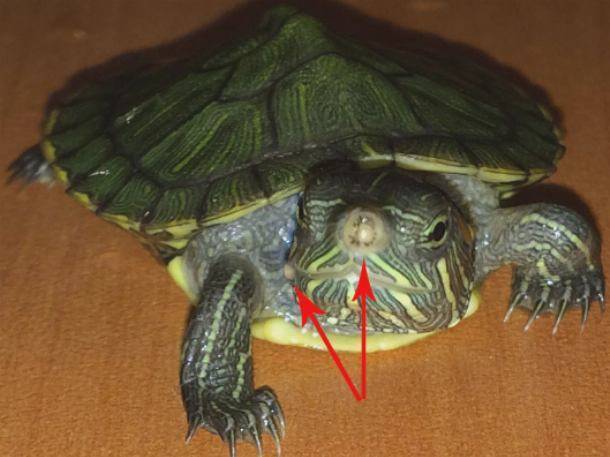 Красноухая черепаха перестала есть и стала малоподвижна — что делать?