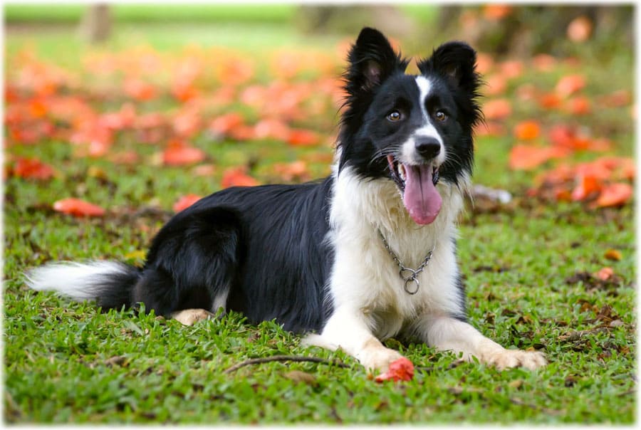 Самые спокойные породы собак (30 фото): обзор тихих домашних больших и маленьких собак с послушным характером для дома