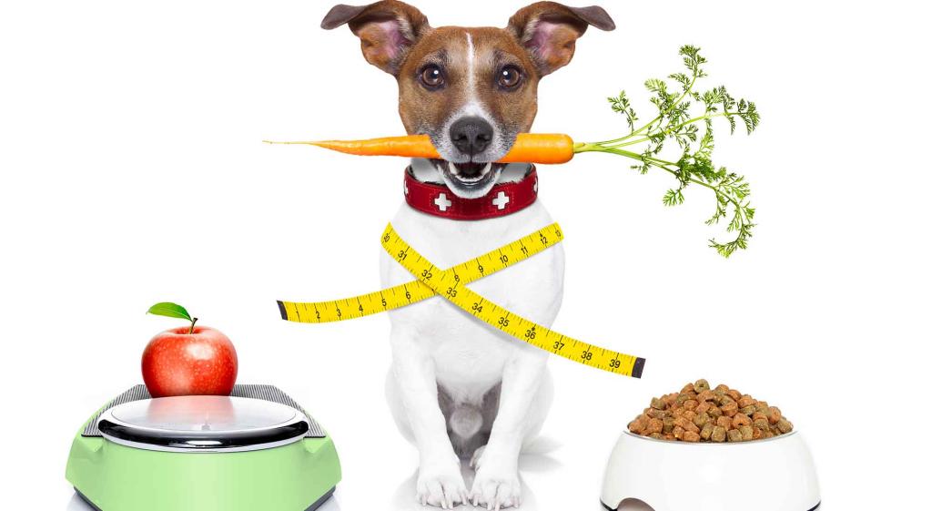 Диеты при ожирении и других заболеваниях собаки
