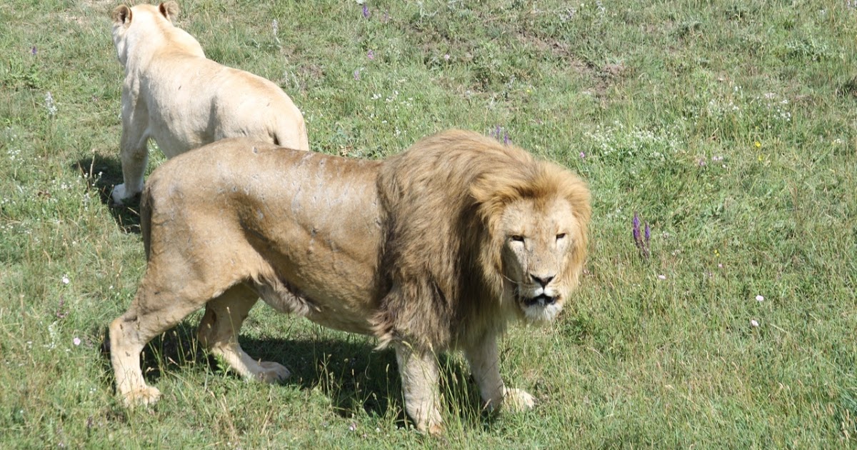 Самые интересные факты о львах для детей