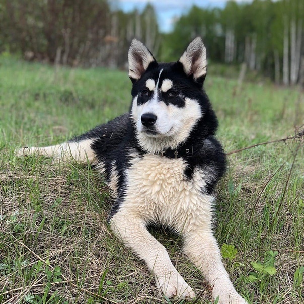 Западно-сибирская лайка: описание породы, характер собаки и щенка, фото, цена