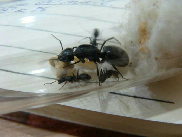 Род camponotus – муравьи-древоточцы — antlabs