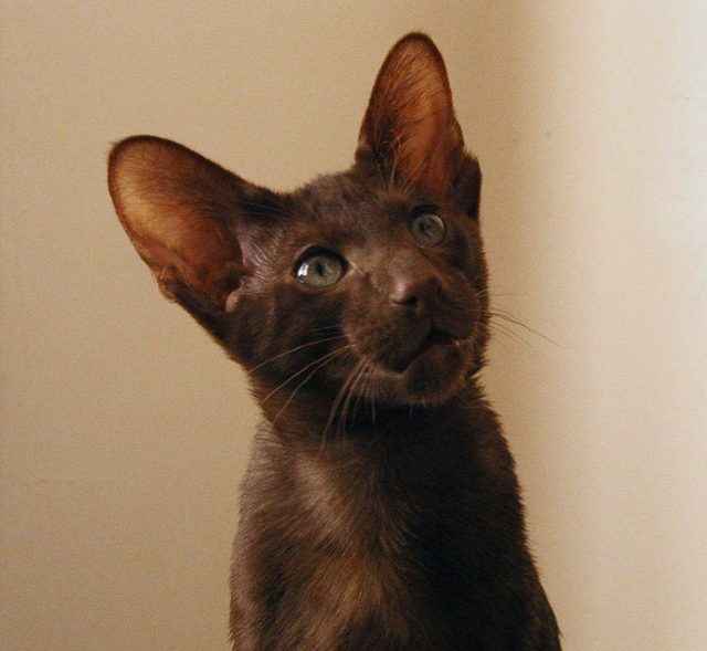 Бомбейская кошка: информация и характерные особенности.