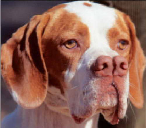 Собака кангал (анатолийская овчарка) - описание породы турецкий кангал (120 фото)