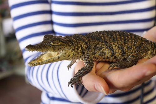 Какой крокодил является самым маленьким в мире? топ-10 карликовых видов